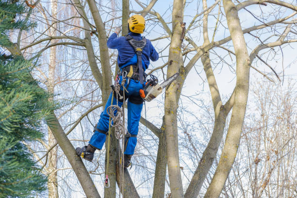 Trusted Singac, NJ Tree Care Services Experts