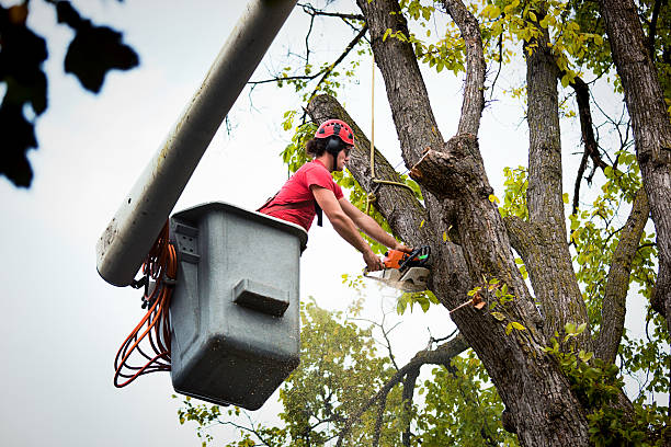 How Our Tree Care Process Works  in  Singac, NJ